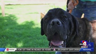 ACTS OF KINDNESS: Volunteering at the Humane Society