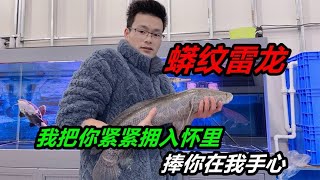 時隔62天，70公分大黑魚重返魚缸，招財貓魚大口吃下黑魚肉