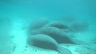manatee calls and sleeping manatee