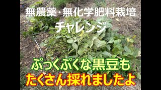 消毒しないで野菜づくり・小さな菜園・ぷくぷくな黒豆2.3kg収穫