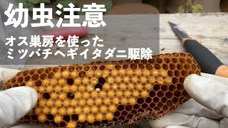 【幼虫注意】ミツバチヘギイタダニ寄生の確認と駆除作業