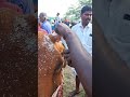 grooming cow horns மாட்டு கொம்பு சீவுதல்