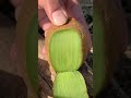 Oddly Satisfying Fresh Fruits🍑🥝🍇Cutting In My Farm | How To Cut Fruit In My Farm #shorts