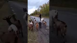 Deputy wrangles escaped goats in Bay County, Michigan