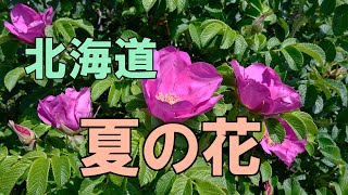 北海道・夏の花