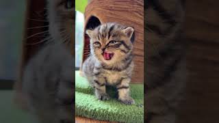 funny cat haha 🤣😂अजीब बिल्ली हाहा 有趣的猫哈哈 #funny #comedy #cat