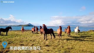 冰島馬｜冰島人永遠的好夥伴