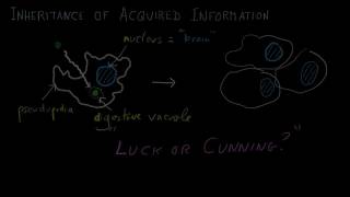 Forsdyke Evolution Academy 01-20 Heredity and Information