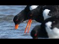 野鳥動画Ｎｏ１４　ミヤコドリ　2枚貝を食べる　松阪港　４Ｋ　6min 2021.11.3 最新動画　　 oystercatcher 　ostrero comiendo dos mariscos