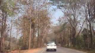 เก็บหรือตัด อุโมงค์ต้นไม้น่าน กม. 382-384 : TREE TUNNEL THAILAND