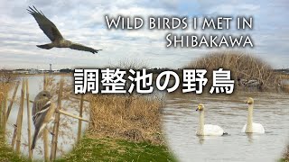 野鳥撮影・ 【野鳥観察】芝川第一調整池で出会った野鳥達・1月/ バードウォッチング /4K