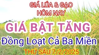 GIÁ LÚA \u0026 GẠO HÔM NAY ( THỨ SÁU ) 7/2/2025. GIÁ GẠO XUẤT KHẨU CỦA VIỆT NAM CÓ BIẾN ĐỘNG