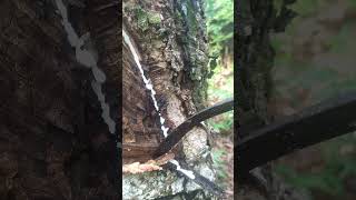 asmr scratching a tall rubber tree #satisfyingsounds #satisfyingasmr #asmr scratching #asmr (16)