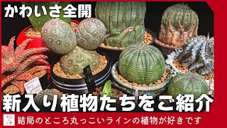 【シンメトリカ】最近お迎えした植物たちがあまりにもかわいいラインナップなのでご紹介したい【アガベ・塊根・多肉】