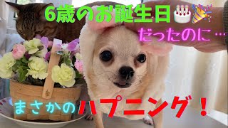 【音量注意】飼い主絶叫！チワワのお誕生日なのに/ ○○が美味しすぎて野生化する3匹⁈