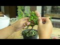 gu bonsai workshop บอนไซต้นดอกเข็มชมพู