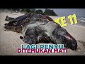 Lagi penyu ditemukan mati di Terengganu