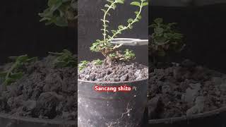 Bonsai sancang shito #bonsaisancang #short