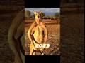 2023 Kangaroo 🦘🦘 vs 5000 bce Kangaroo 🦘🦘 #shorts #viral