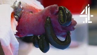 Using Leeches To Save A Kitten's Life | The Supervet | Channel 4