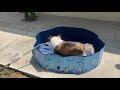 allnice portable foldable dog pool vlog review mumblesvideos dancer tries his pool