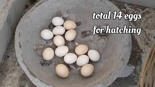 chicks hatching | eggs hatching| from Day 1 to 1 Month old chicks #ksanimal #chickshatching