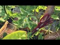 വെണ്ട ഇതുപോലെ നട്ടു വളർത്തിത്തിയിട്ടുണ്ടോ ladys finger cultivation hasnaz world malayalam vlog