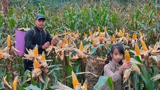 Uncle Dong and Ngoc Han harvest corn on the field. Using corn as food for chickens and ducks