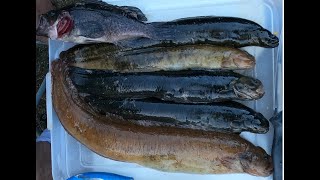 Fishing HUGE 19 1/2 Inch Monkey Face Eel at the Jetty 8/19/20
