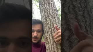 Hugging Trees Is Healthy