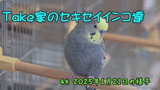 ４K動画　Nikon Z６Ⅲ NIKKOR 24-120/4Sで撮影のセキセイインコ動画