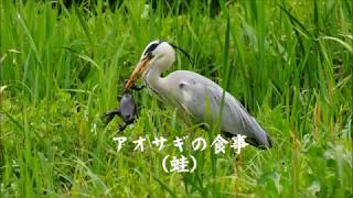 野鳥 アオサギの食事 蛙 2017