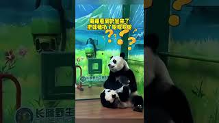 萌萌看到奶爸来了，把妹猪“扔了”