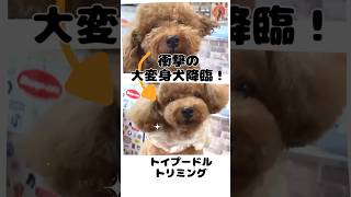 【トリミングサロン】可愛い❤️トイプードル【ビフォーアフター】  #LOVE\u0026PEACE# dog grooming JAPAN#大変身#犬#love#dog  #SIBA #いぬ#柴犬