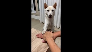 손 모으고 화이팅하는 강아지 / 진돗개 애교 is 뭔들👍🏻👍🏻 / A Puppy who knows team spirit