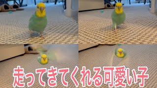 2021.3.25 走ってきてくれる可愛い子　【セキセイインコしんちゃん】