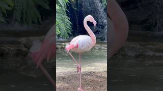 Flamingos!! #shorts #kidsvideo #kids #animals