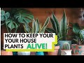 Are Your House Plants DYING?