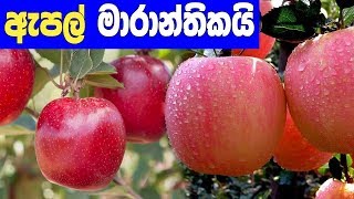 ඇපල් කන්න එපා - Don't eat apples for a healthy life