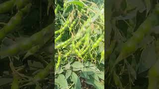 Pigeon Peas | Arhar Dal plant