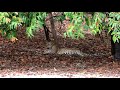 スリランカヒョウ sri lanka leopard @srilanka