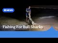 Scientists research how many sharks live in the Brisbane River | ABC News