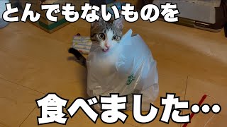 【保護猫】子猫がとんでもない物を食べた結果が…