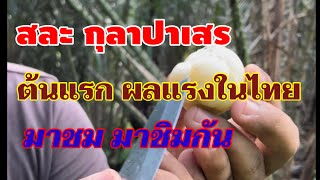 สินสุดการรอคอย สละกุลาปาเสรต้นเเรกของไทย ติดผลเเล้ววววว 0872950737 #บังซาลัค