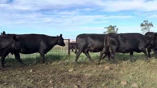 Mt Nombie - 86 PTIC Angus Cows