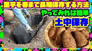 【里芋の[超]長期保存方法】落葉の土中保存で里芋は春まで新鮮さを保てるよ『無限種芋』