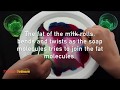 Milk & Food Colouring