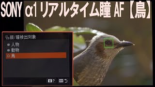 SONY α1  リアルタイム瞳AF【鳥】　認識の様子