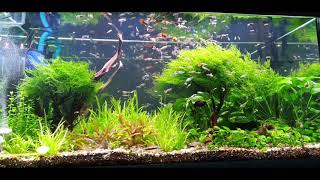 planted aquarium, bitkili akvaryum