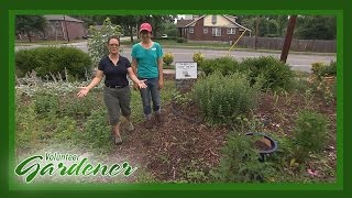 Wedgewood Urban Garden | Volunteer Gardener